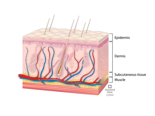 The Science Of Skin